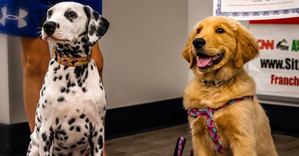 Puppy Training in Ocean County